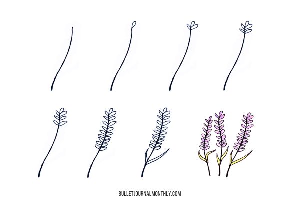 How To Draw A Lavender Rose